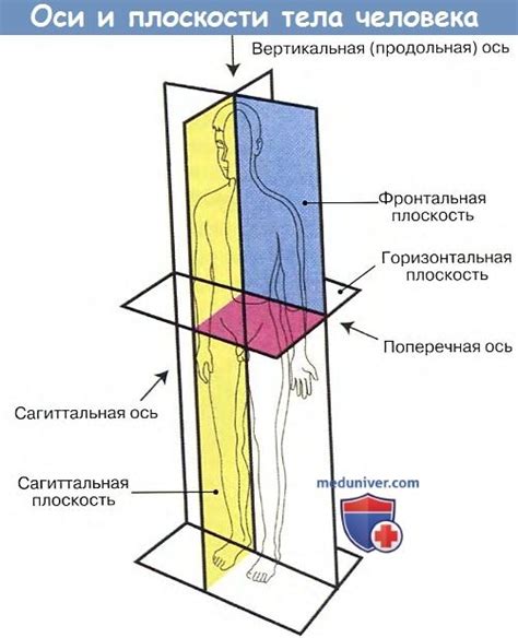 Анатомические различия между особью и видом