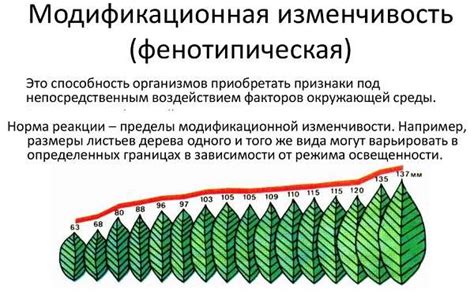 Воздействие модификаций