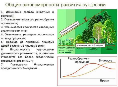 Волки: ключевая роль в экосистеме леса