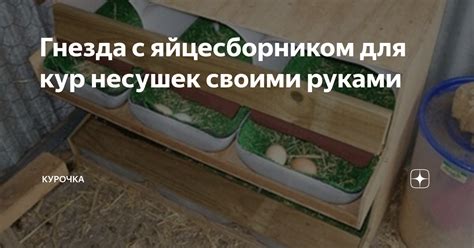 Вредные продукты для кур-несушек