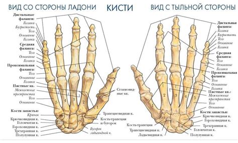 Какие значения имеет чесание тыльной стороны левой ладони