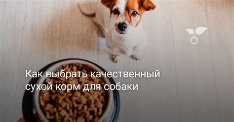 Как выбрать качественный сухой корм для корги