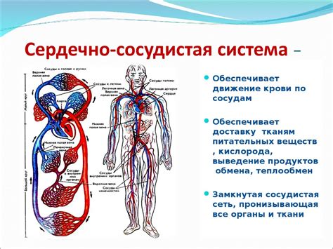 Сердечно-сосудистая система и ее поддержка