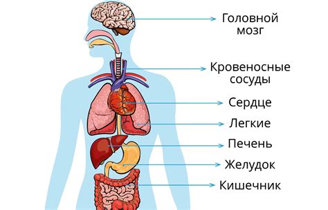 Устройство и строение тела